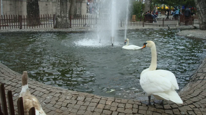 Kugulu parks (Kuğulu Park) — gulbji Ankaras centrā